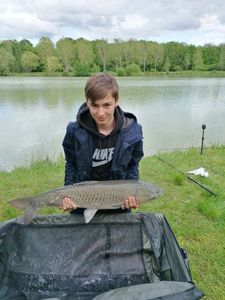 Grass Carp