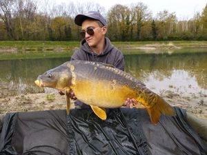 Mirror Carp