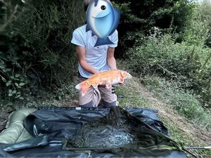 Koï Fish