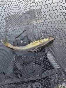 Zander