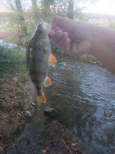 European Perch