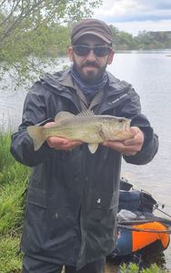 Largemouth Bass