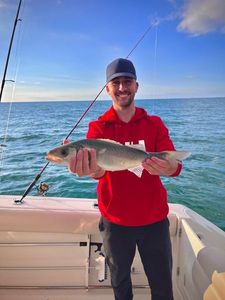 European Bass (Seabass)