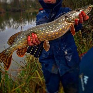 Northern Pike