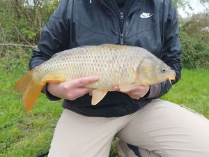 Common Carp