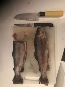 Rainbow Trout