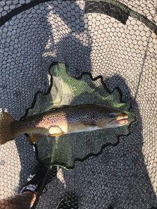 Marble Trout