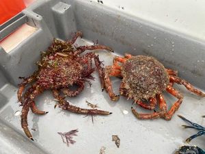 European Spider Crab