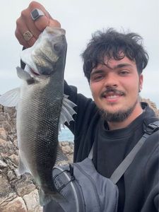 European Bass (Seabass)