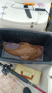 Angler Fish