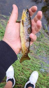 Brown Trout