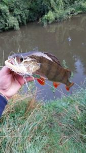European Perch