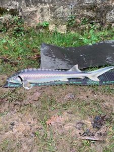 Starry Sturgeon