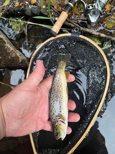 Brown Trout