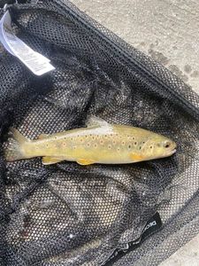 Brown Trout