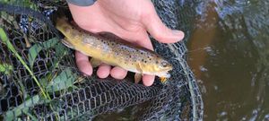 Brown Trout