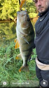 European Perch