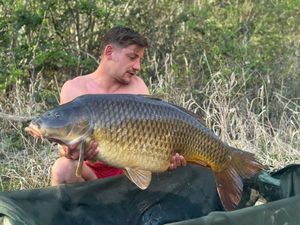 Common Carp