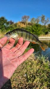European Perch