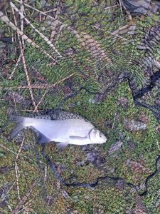 Common Bream