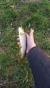 Brown Trout