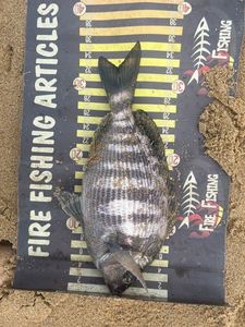 Black Seabream