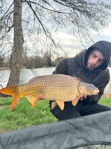 Common Carp