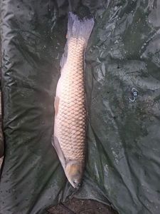 Grass Carp