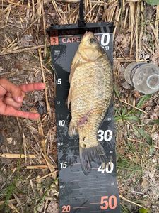 Crucian Carp