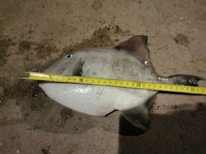 Triggerfish