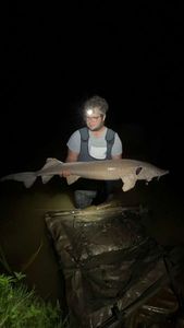 Sturgeon