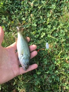 Smallmouth Bass