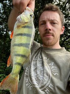 European Perch