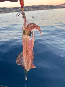 European Squid