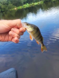 European Perch