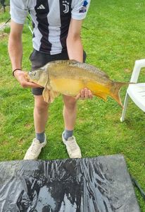 Mirror Carp