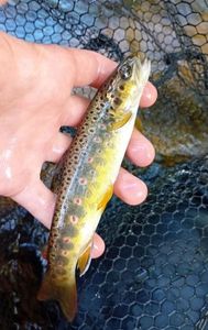 Brown Trout