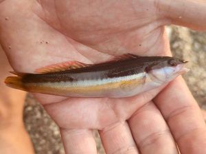 Mediterranean Rainbow Wrasse