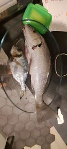 Red Drum