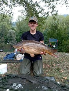 Common Carp