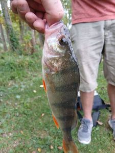 European Perch