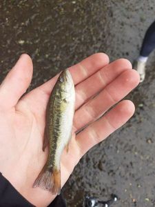 Largemouth Bass