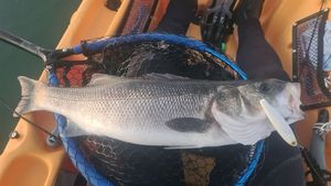 European Bass (Seabass)