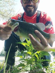 Largemouth Bass