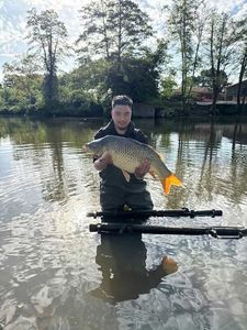 Common Carp
