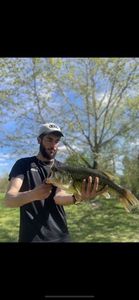 Largemouth Bass