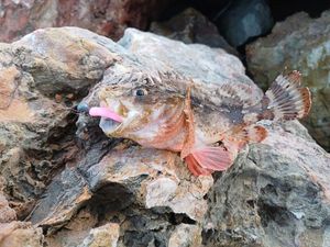 Brown Scorpionfish