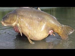 Common Carp