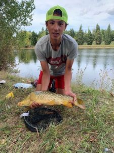 Common Carp