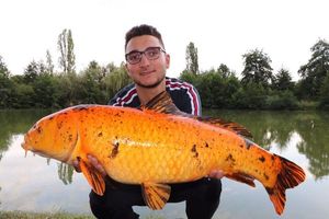 Koï Fish